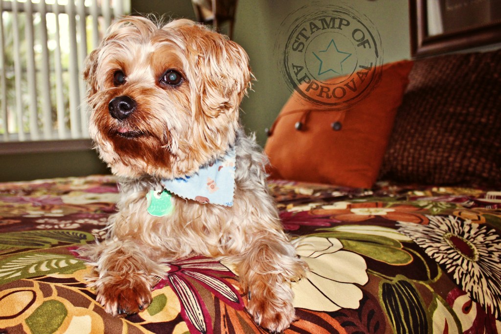 dog photography yorkshire terrier fort myers photographer