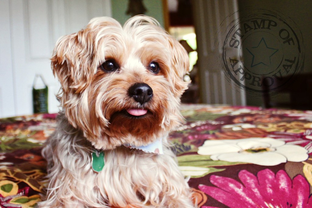 Yorkshire Terrier Dog Photography fort myers, florida photographer
