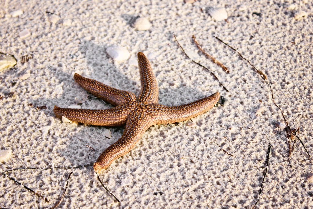 starfish photography sanibel photographer