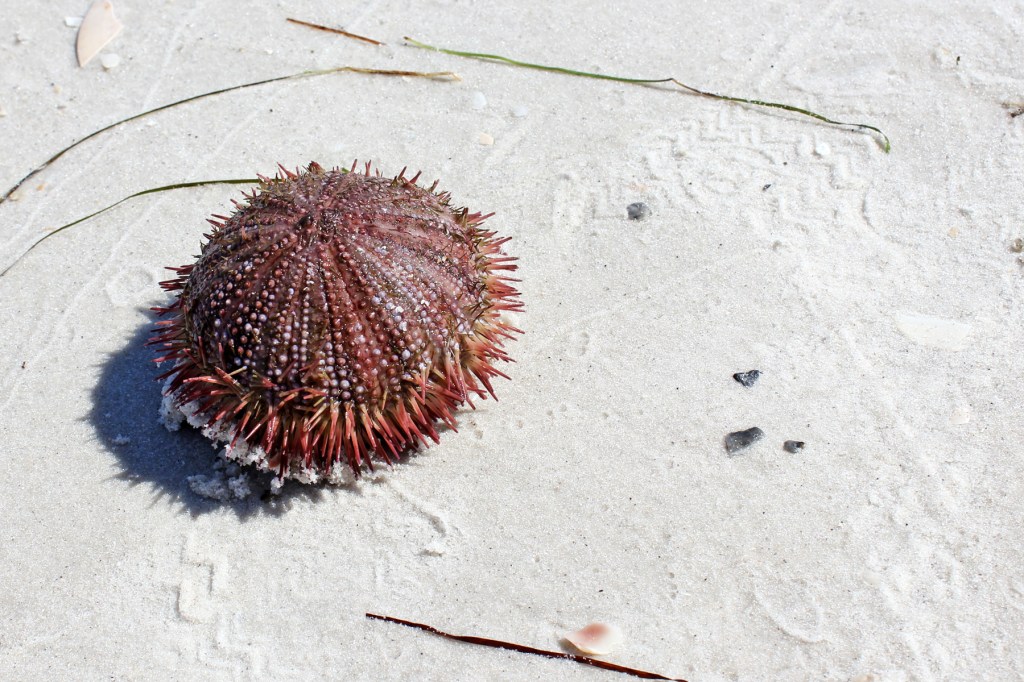 sanibel sea urchin
