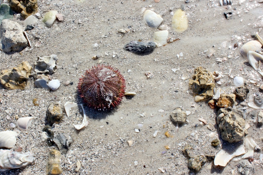 sea urchin2