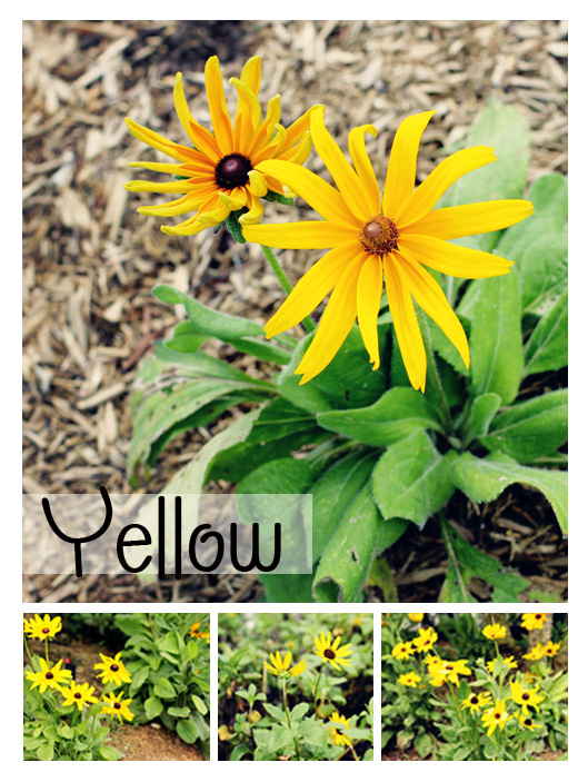 flower collage image