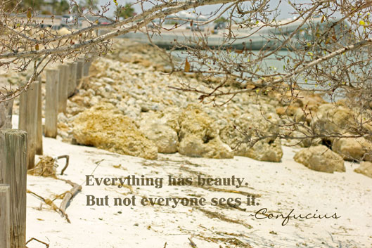 everything has beauty but not everyone sees it picture