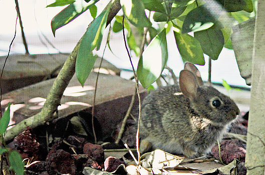 baby bunny rabbit florida photographer