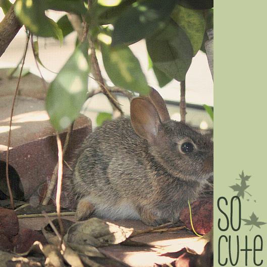 so cute baby bunny hiding photo