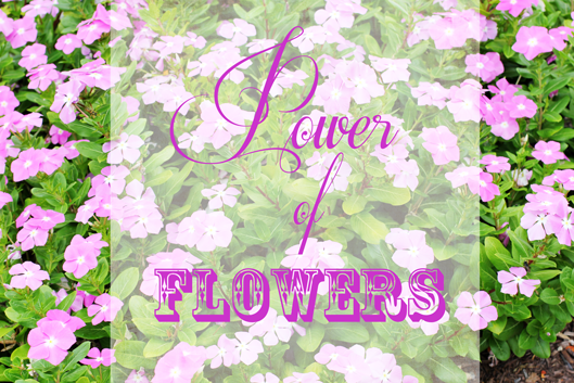 Power of Flowers image fort myers florida photographer