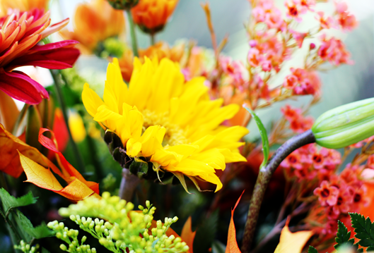 yellow fall flowers