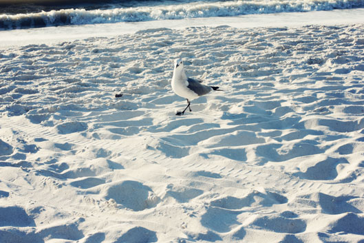 bird-on-clam-pass-beach-nap