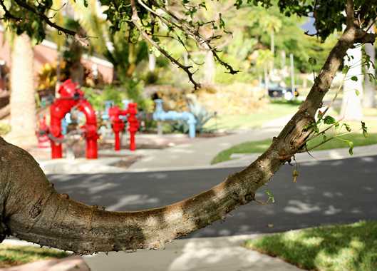 curved-limb-on-a-tree