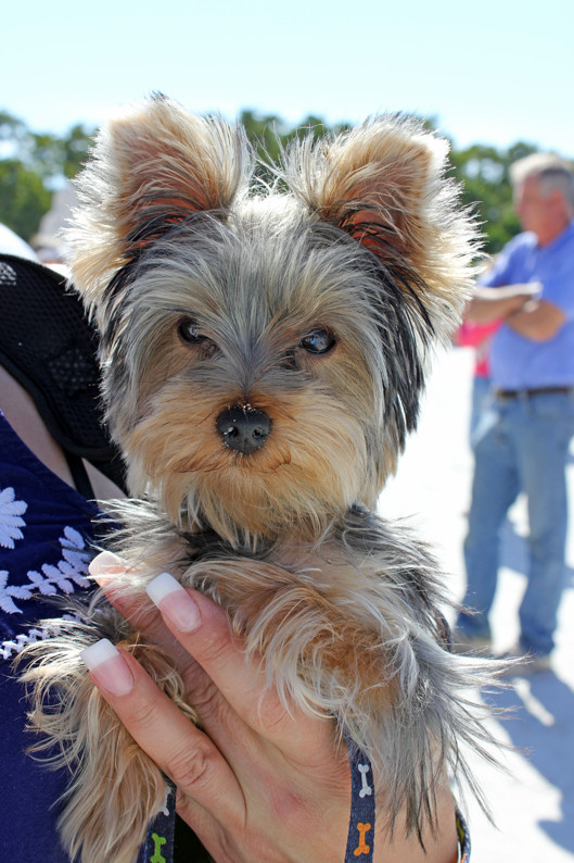little-yorkie-puppy