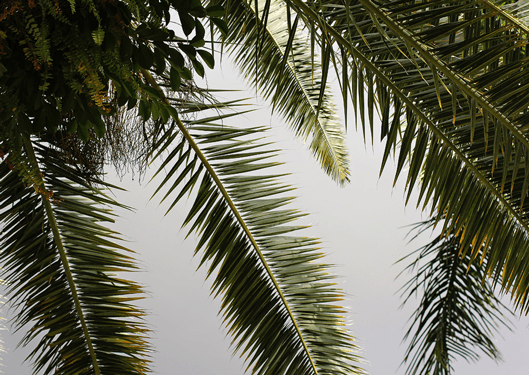 palm-leaves-with-ferns