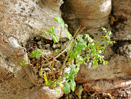 tree-inside-another-tree