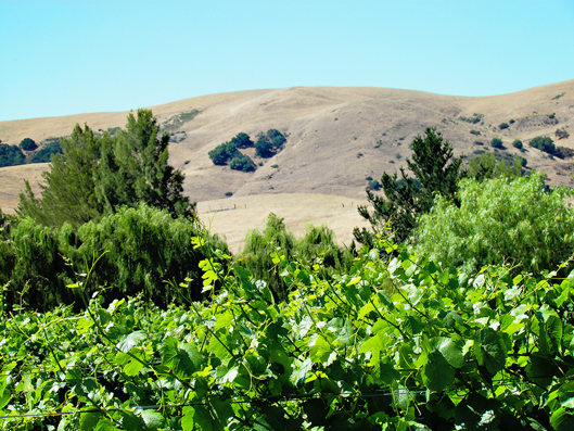 jacuzzi-hillside-winery