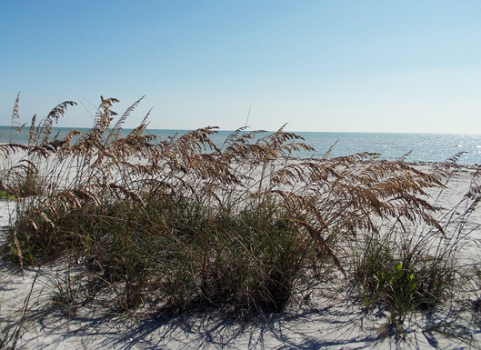 sea-oats-and-ocean-casa-ybe