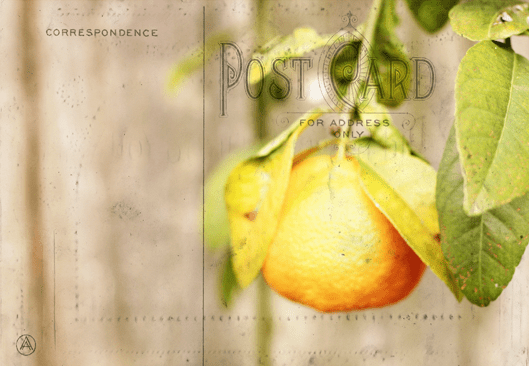 antique-postcard-with-orang