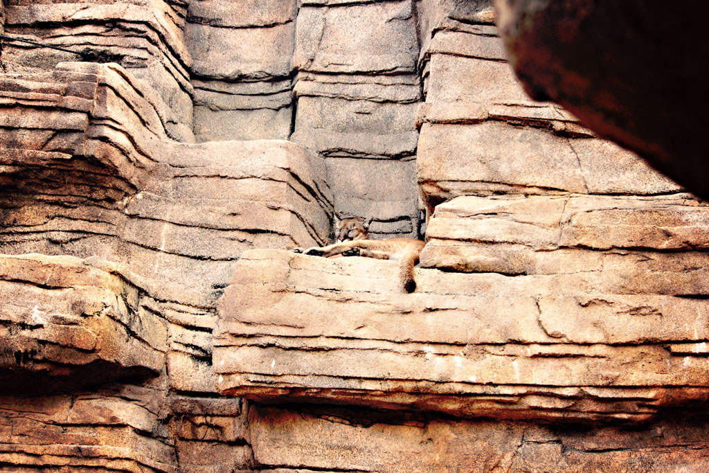 lion-on-stone-wall-cliff-ho