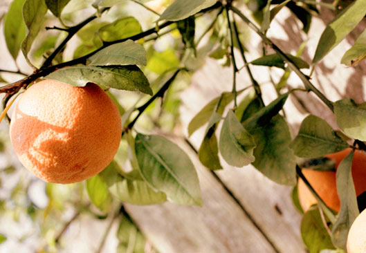 orange-trees-macro-shot