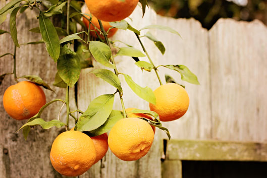 orangeg-on-limb-and-fence