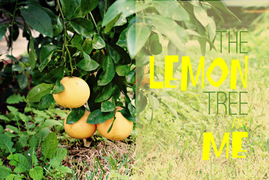 the-lemon-tree-and-me-hero-