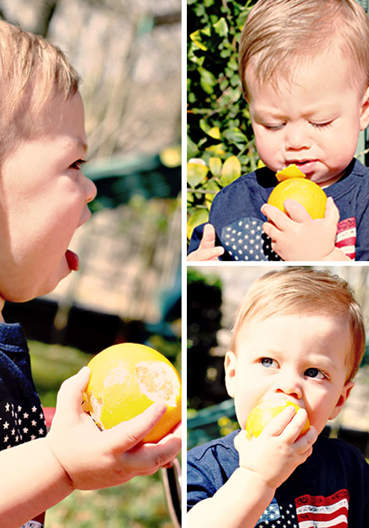 the-lemon-tree-and-me