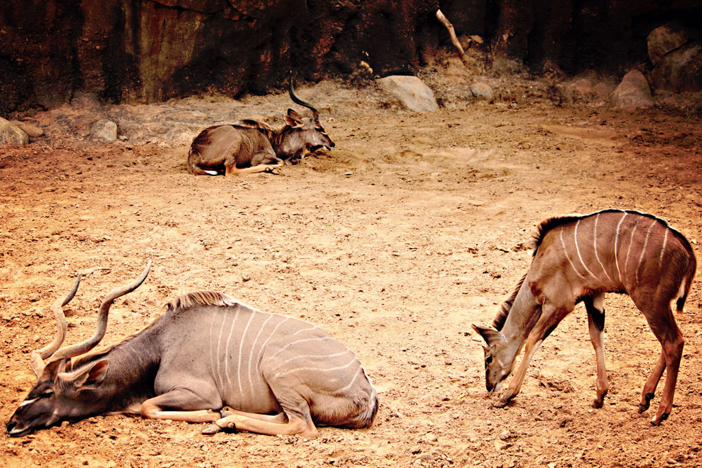 antelope-caribou-houston-zo