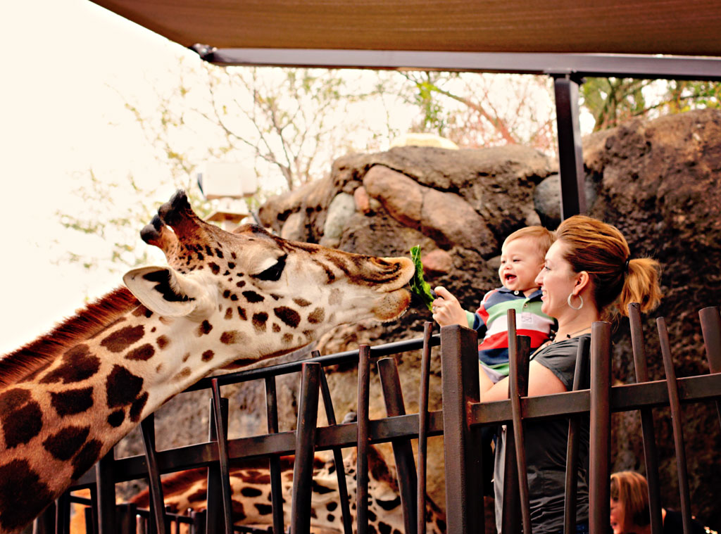 feeding-giraffs-lettuce-lea