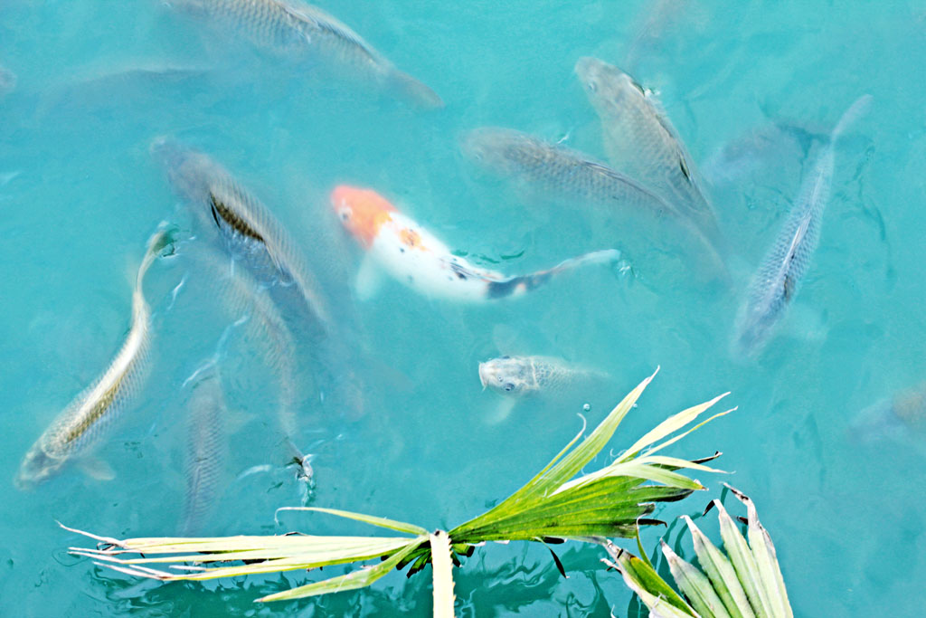koi-tilapia-fish-in-lake-houston-texas