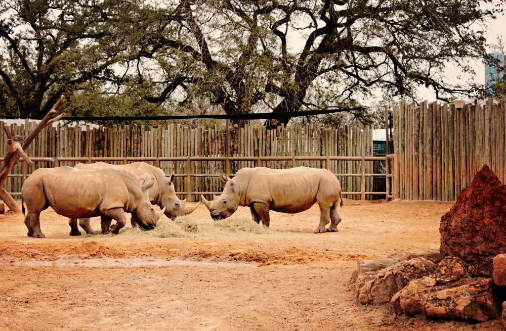rhinoceras-at-zoo-houston-t