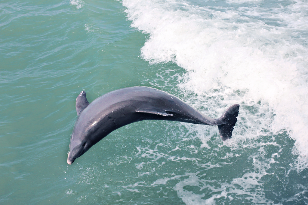 bottlenose-dolphin