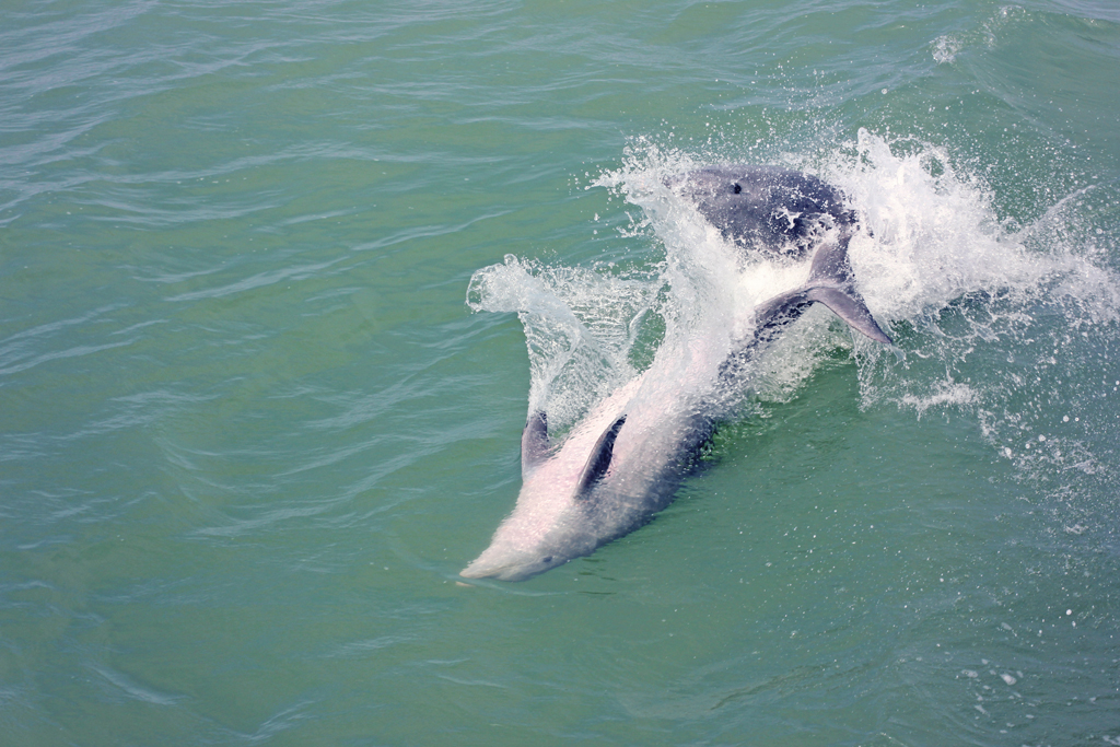 bottlenose-dolphin2