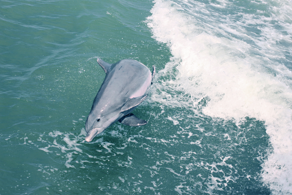 bottlenose-dolphin3