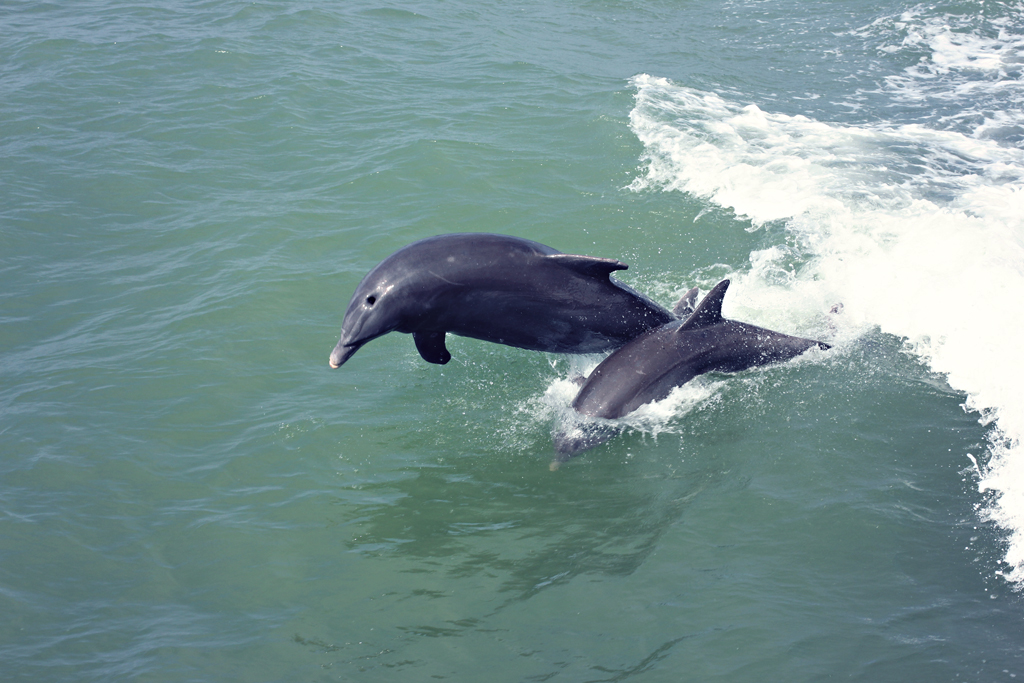 bottlenose-dolphin5