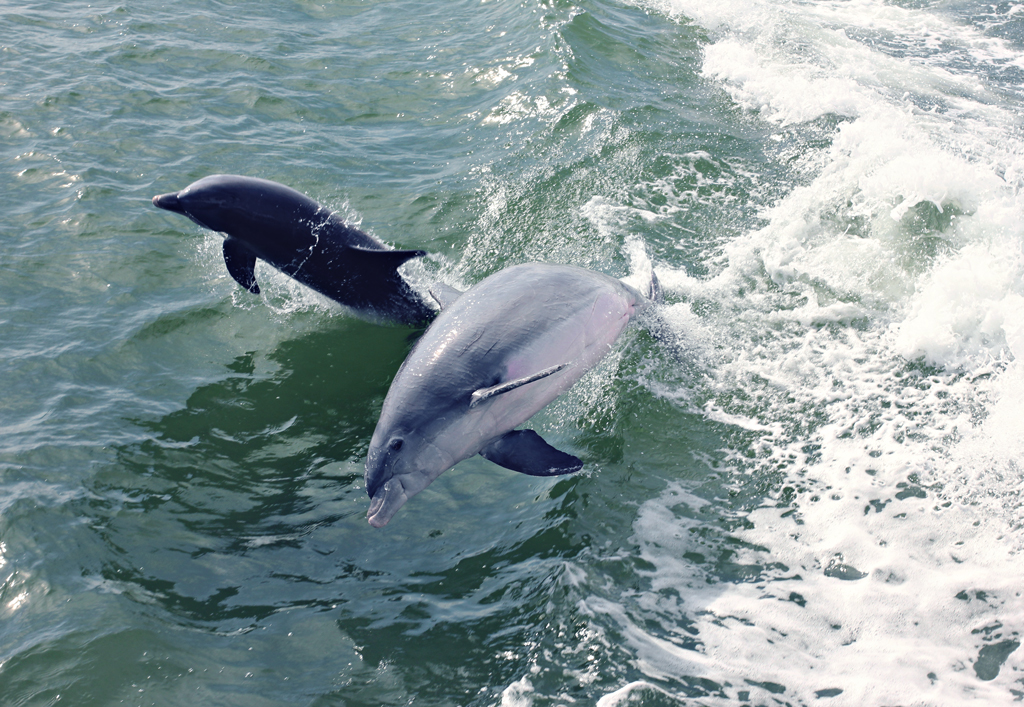 bottlenose-dolphin6