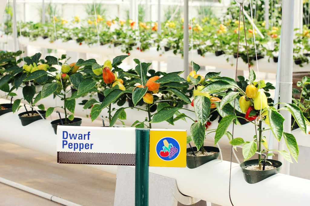 dwarf-peppers-epcot-gardens