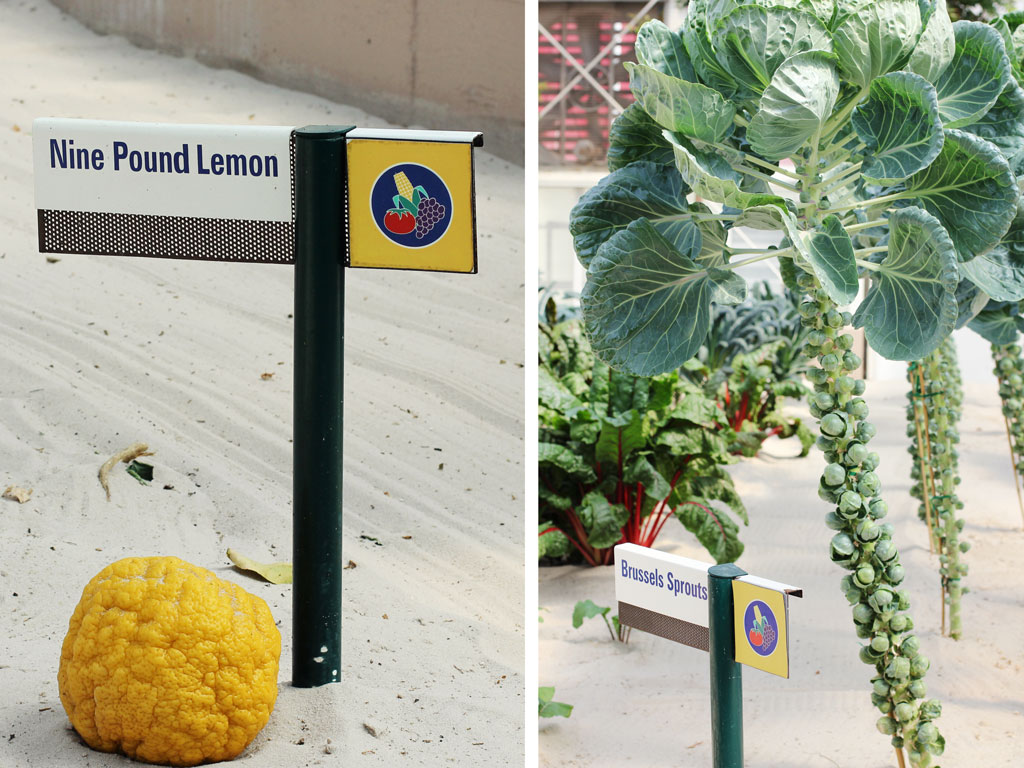 nine-pound-lemon-brussel-sp