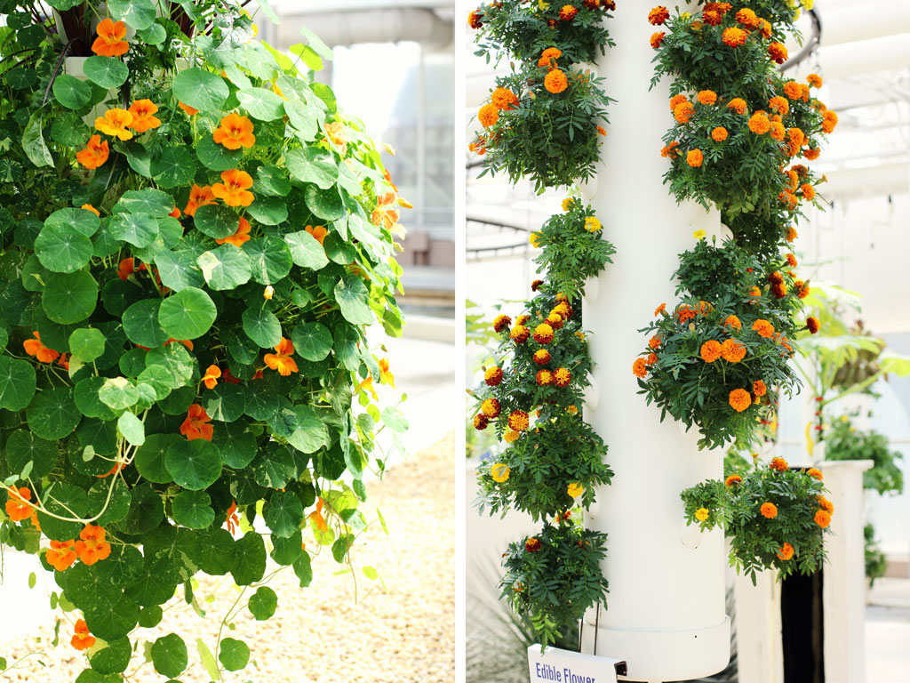 orange-flowers-epcot-garden
