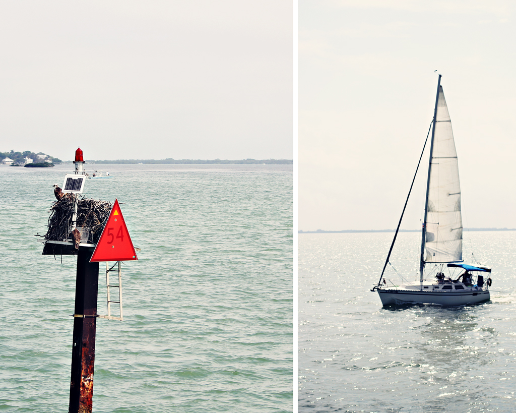 ospreys-baby-mother-gulf-waters