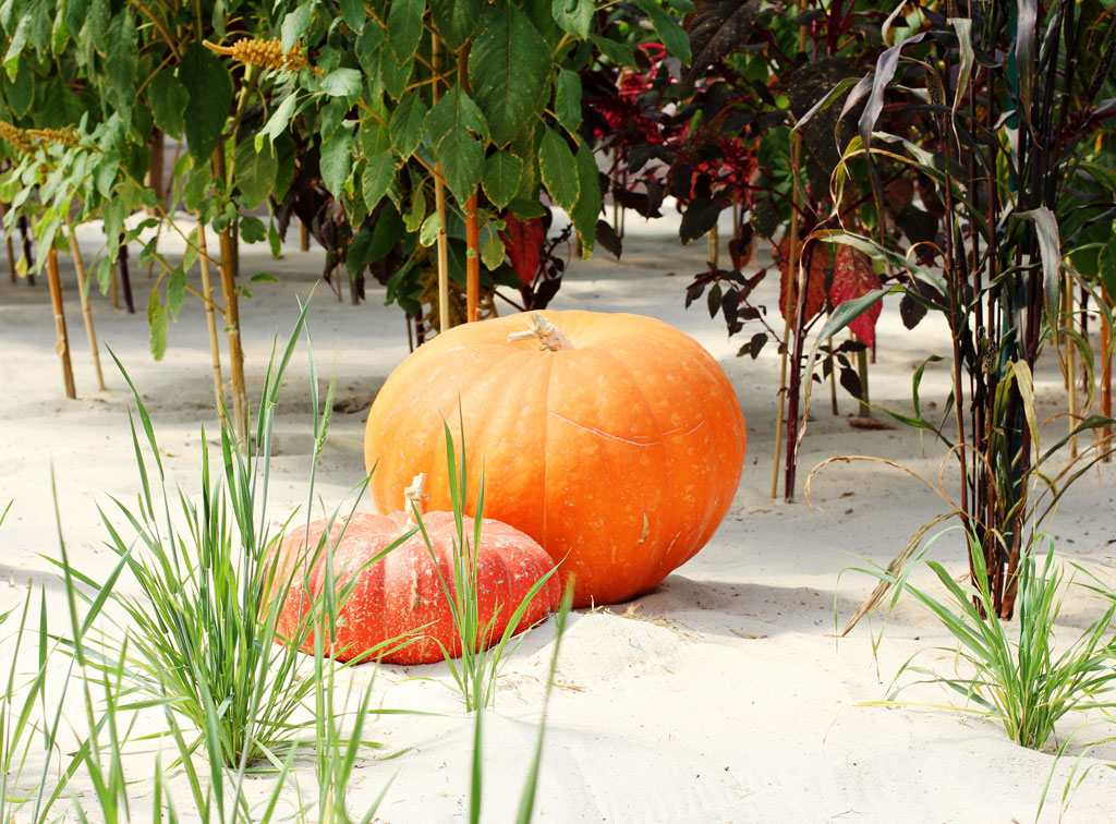 pumpkins-in-greenhouse-epco