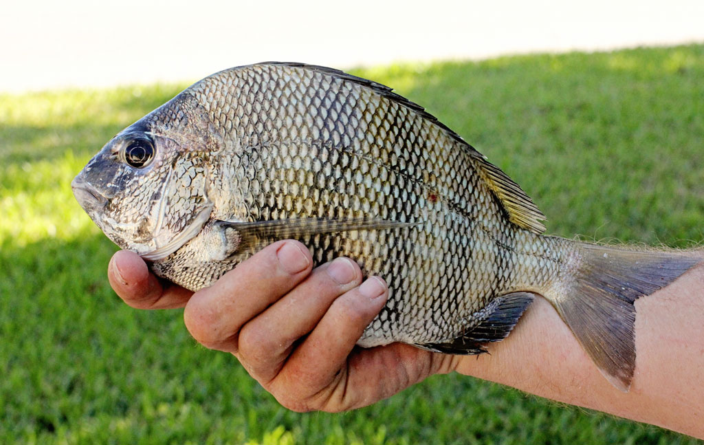 sheephead-fish