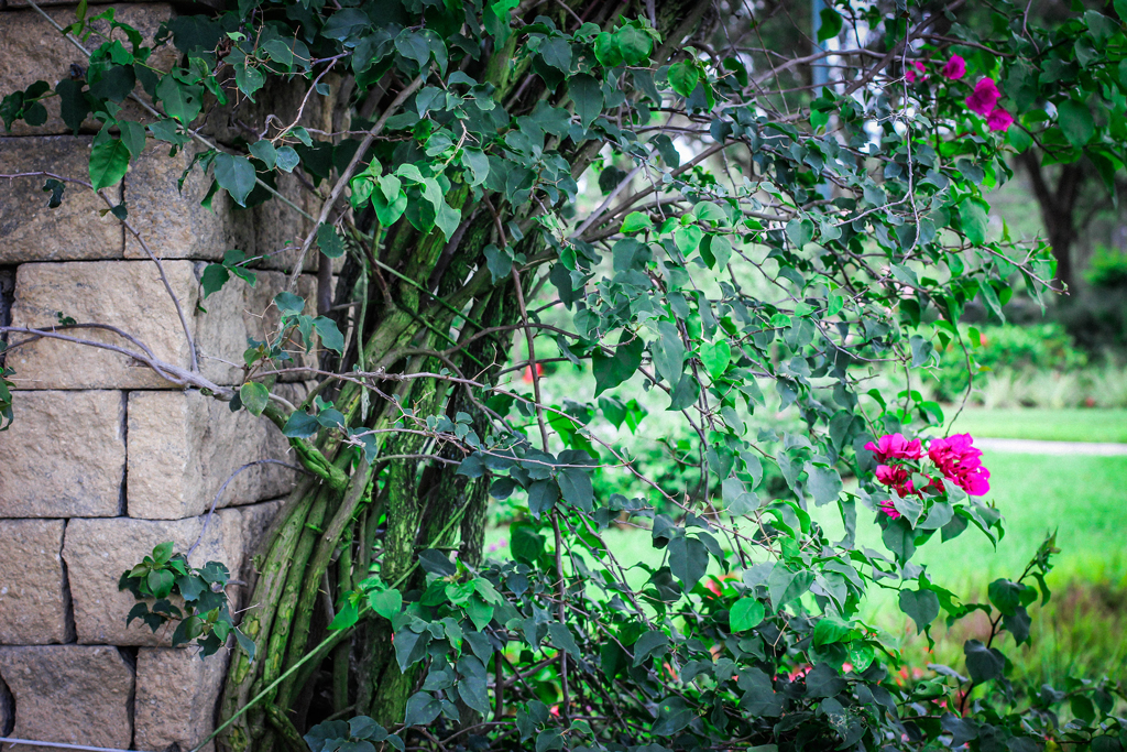 arch-archectitect-flower-garden