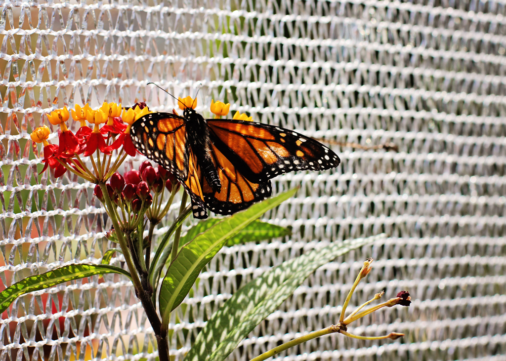 butterfly-on-netting-flower-orlando