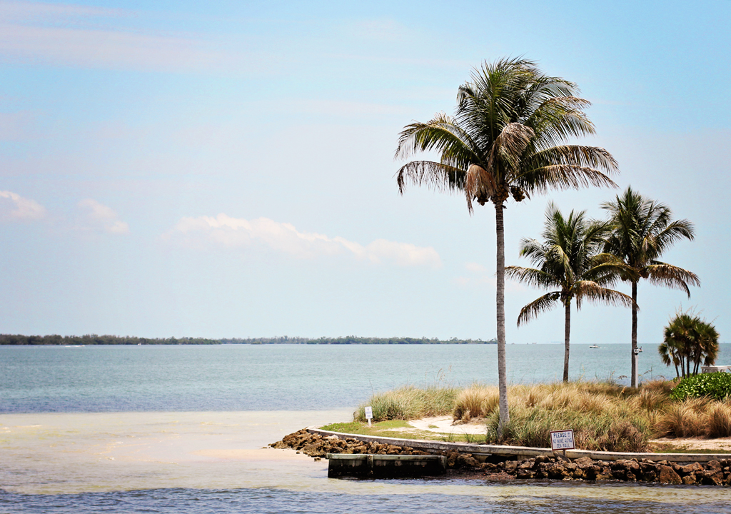 cabbage-key-island-palm-trees