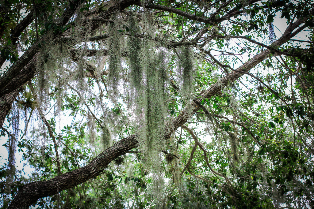 florida-spanish-moss-trees