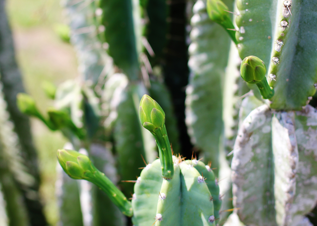 macro-shot-southern-florida-cactus