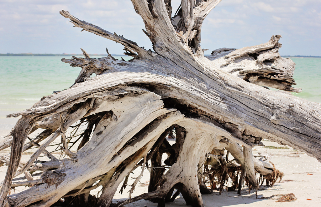 sanibel-island-florida-tree-art-on-beach