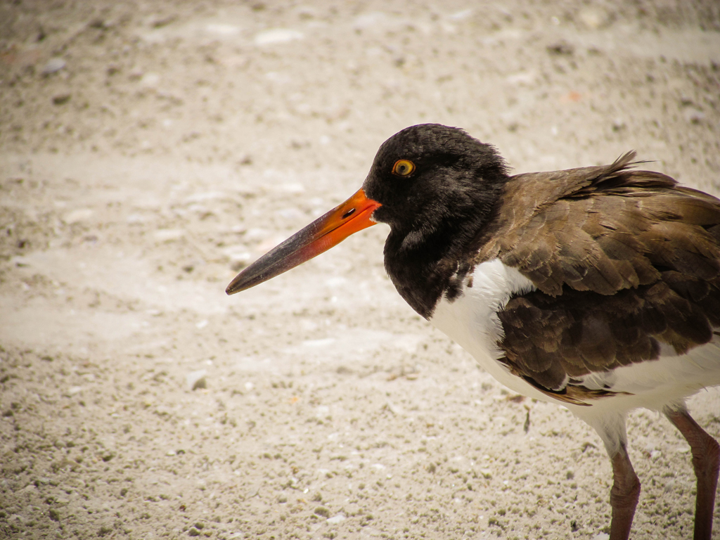 SEAGULL-IN-SW-FLORIDA-GULF-COAST