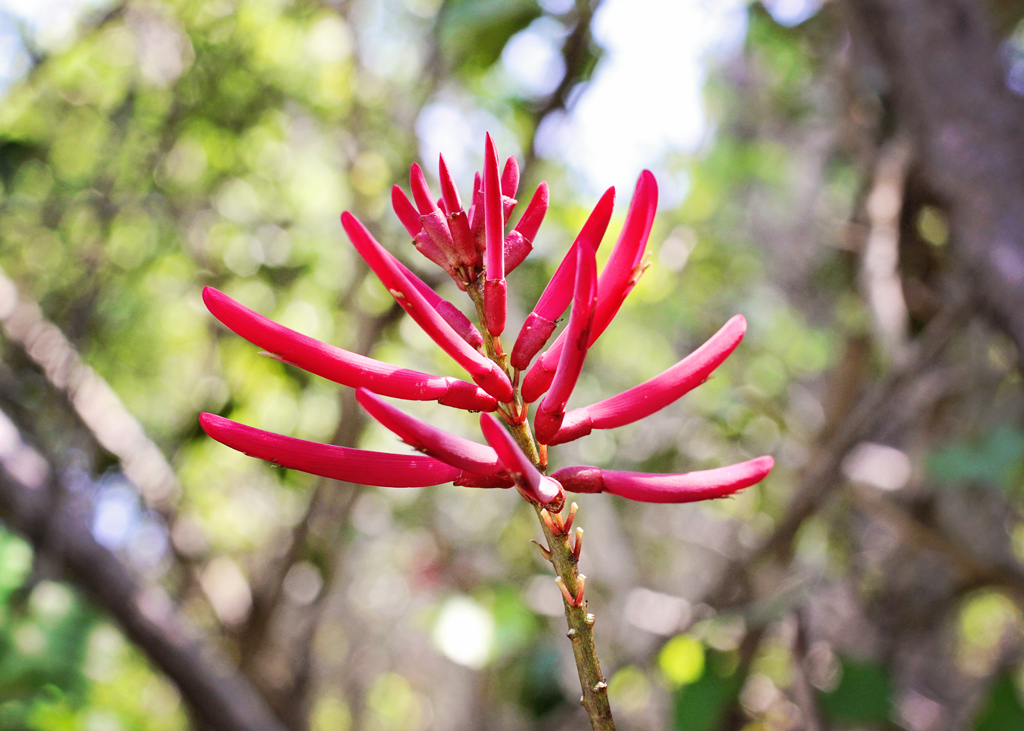 tropical-flower-on-cabbage-key-island