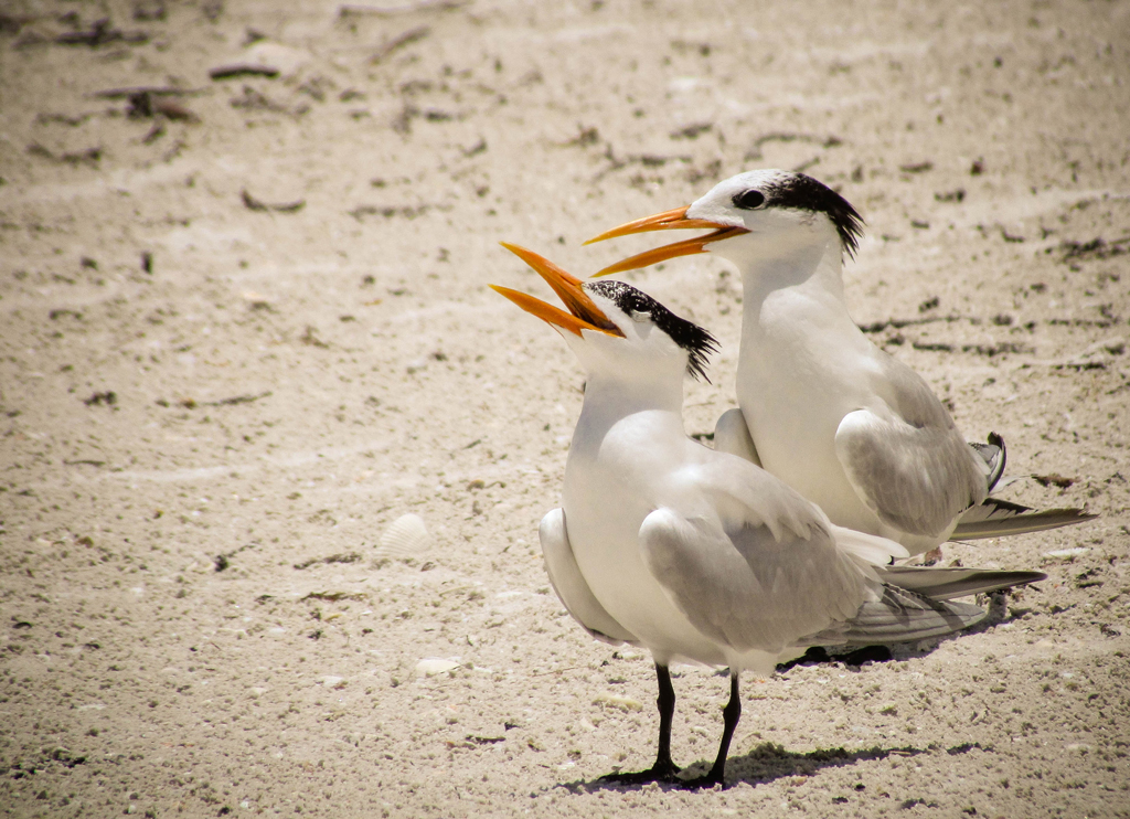 WHITE-SEAGULLS-ON-GULF-COAST-FLORIDA