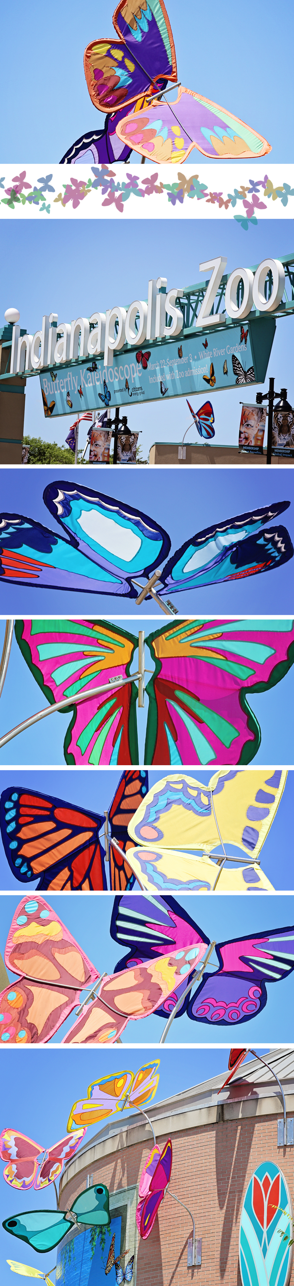 butterfly-collage-indianapolis-zoo