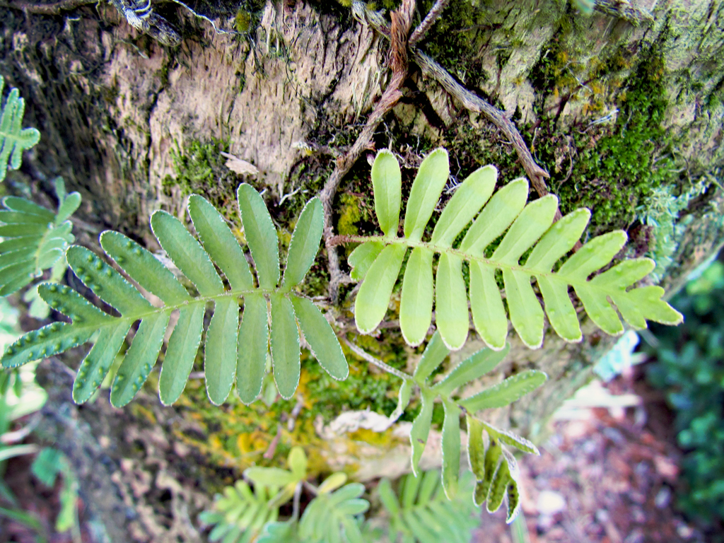 ferns-growing-on-tree